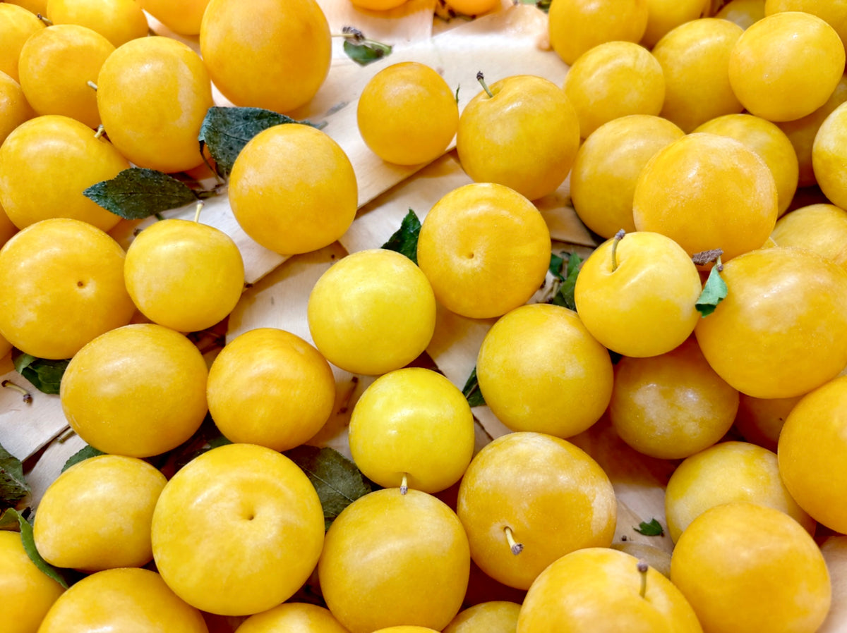 Shiro Plum