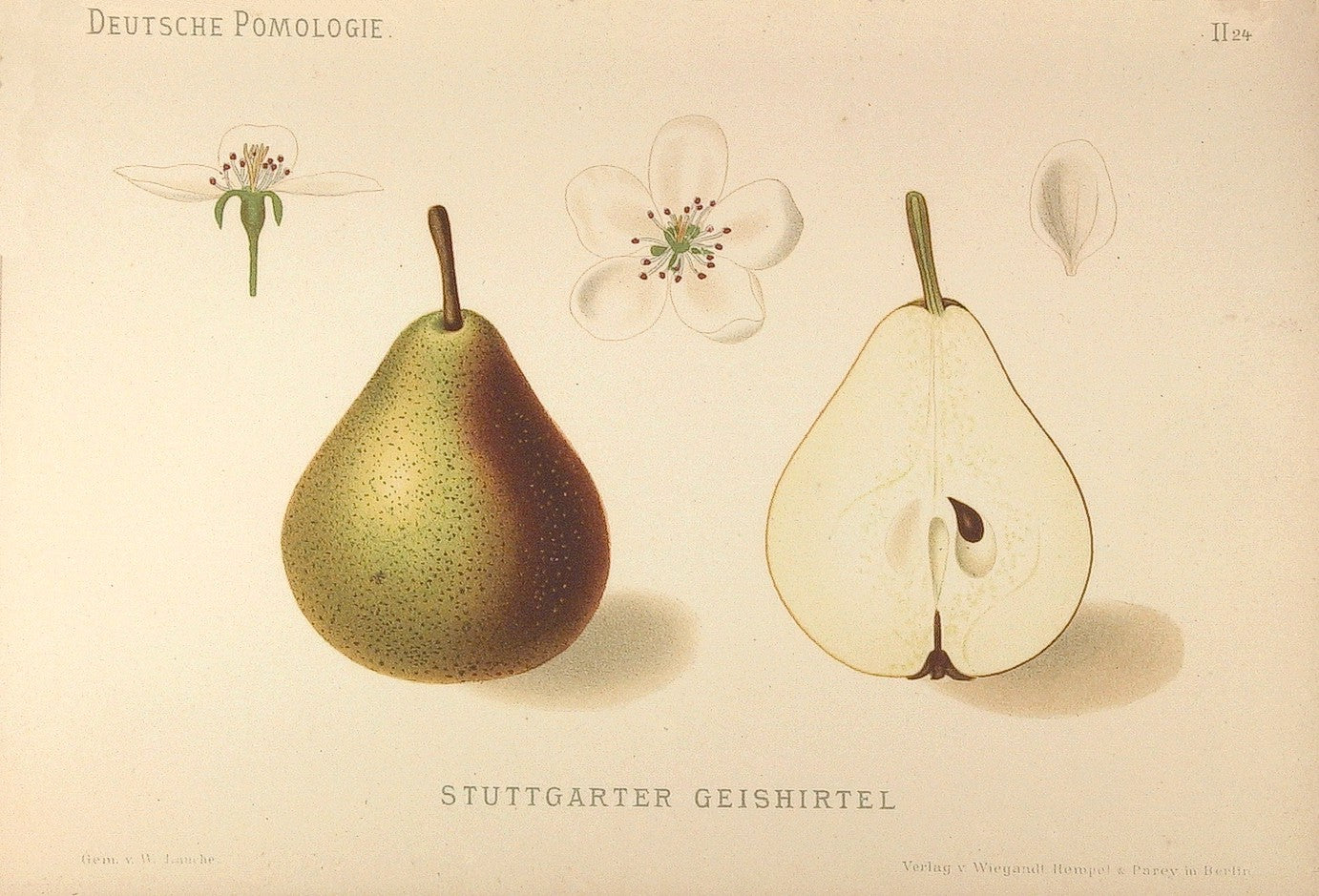 Stuttgarter Gaishirtle Pear