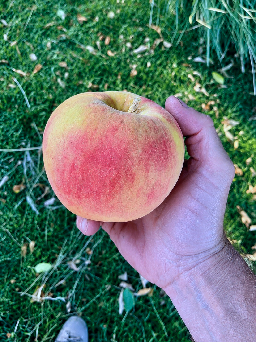 Tropical Winter Apple