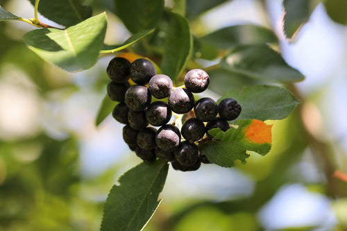 Viking Aronia (Bundle of 2) – Montana Fruit Trees
