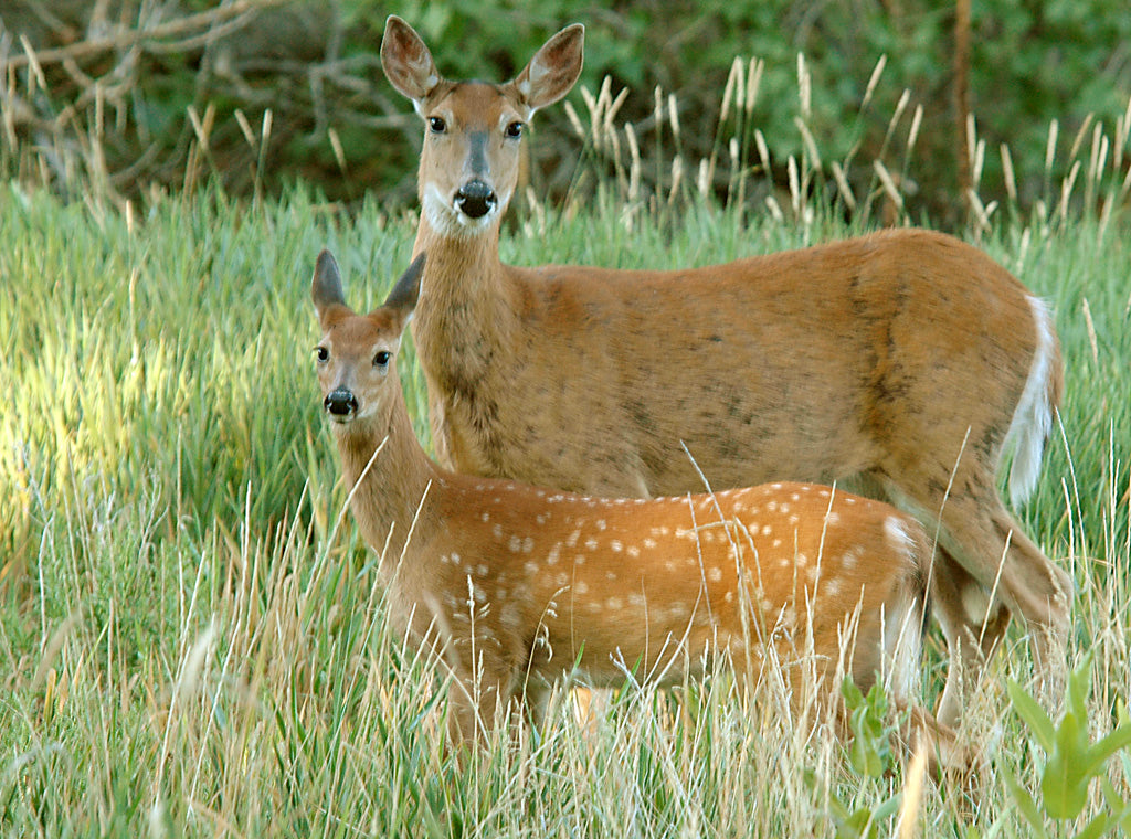 White-tailed doe and fawn