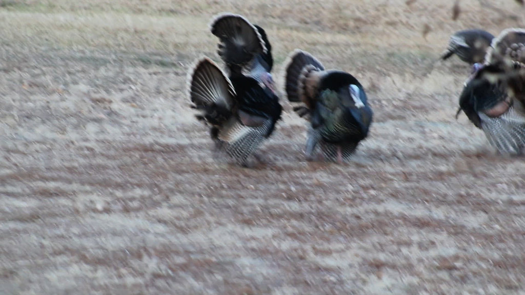 Wild turkey toms strutting