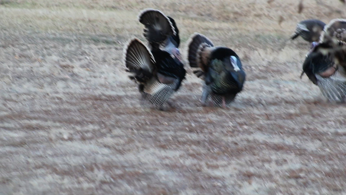 Wild turkey toms strutting