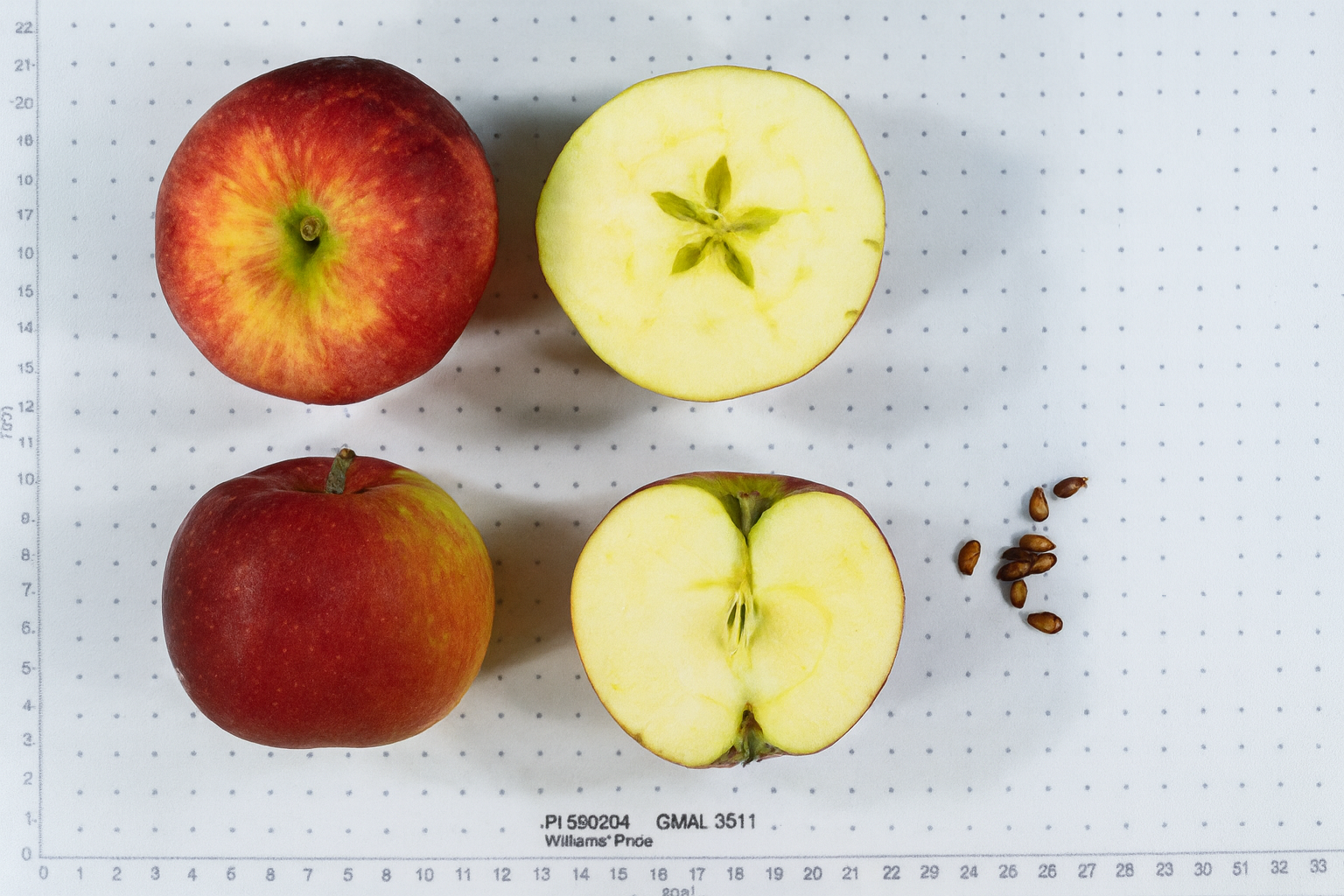 William's Pride Apple