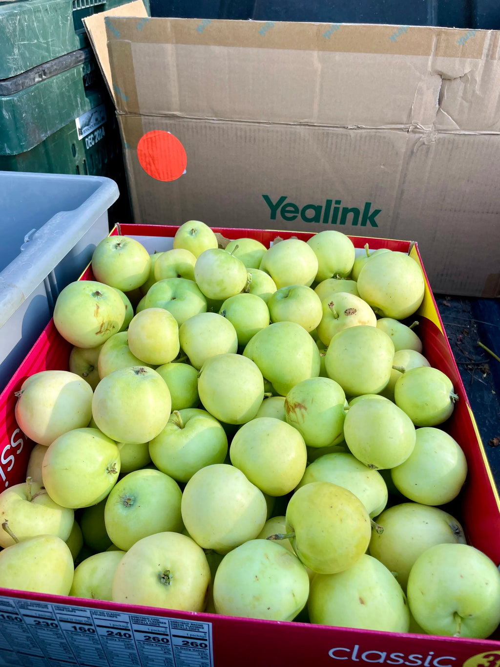 Yellow Transparent Apple Seedling (Bundle of 10)