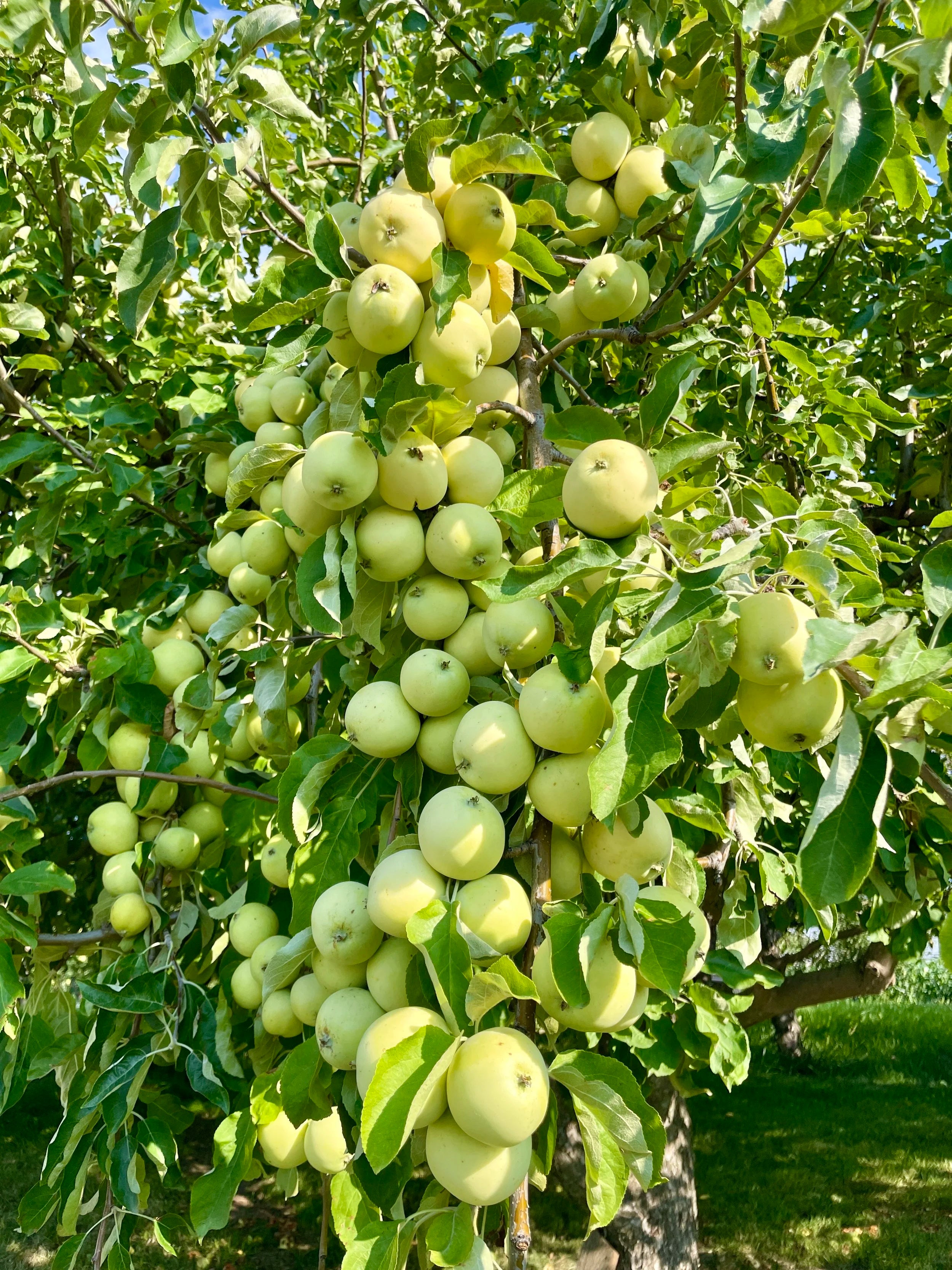 Yellow Transparent Apple Seedling (Bundle of 10)
