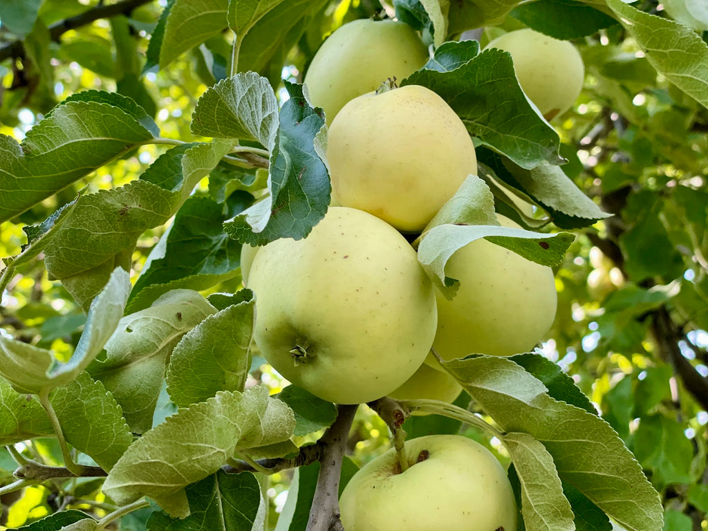 Yellow Transparent Apple Seedling (Bundle of 10)
