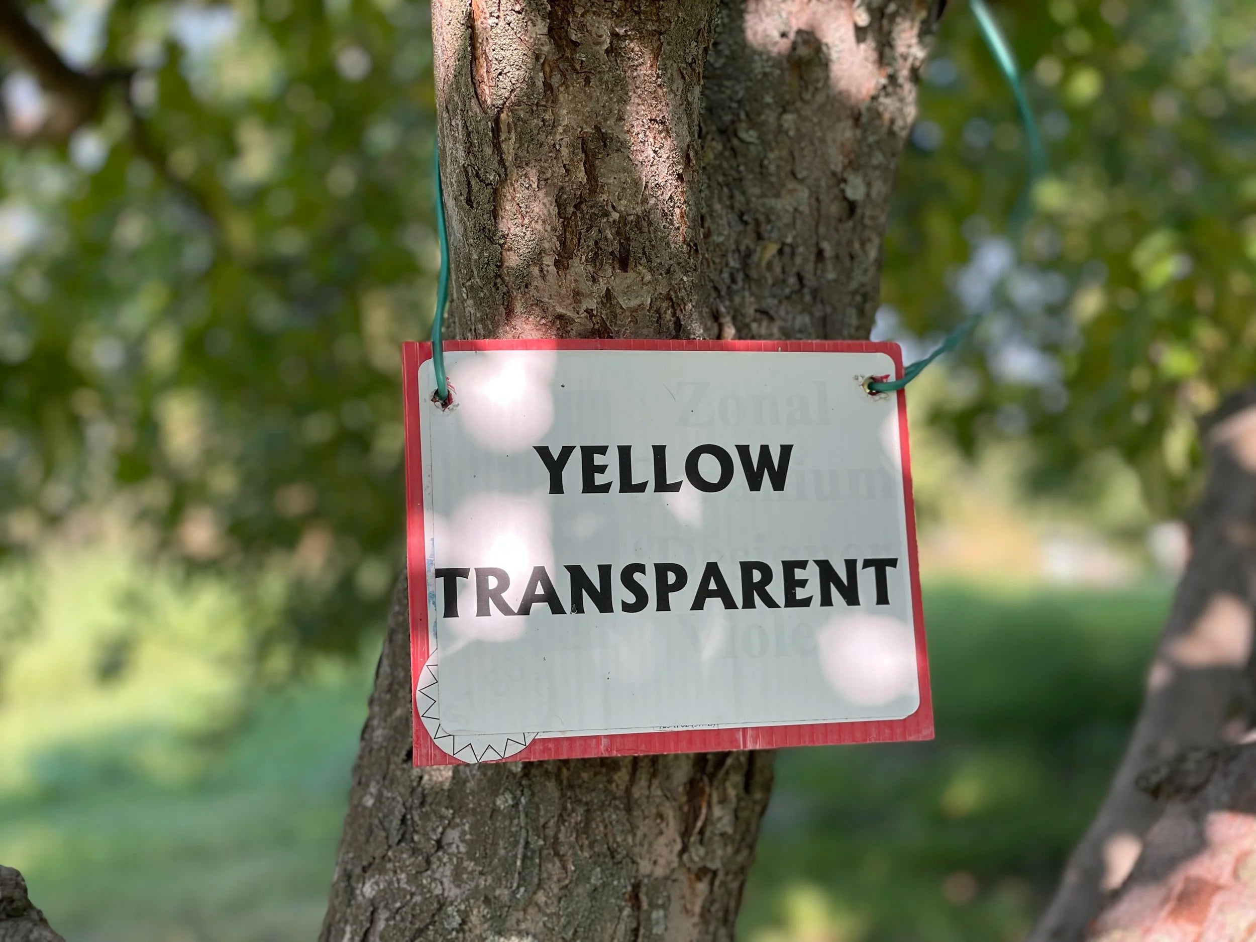 Yellow Transparent Apple Seedling (Bundle of 10)