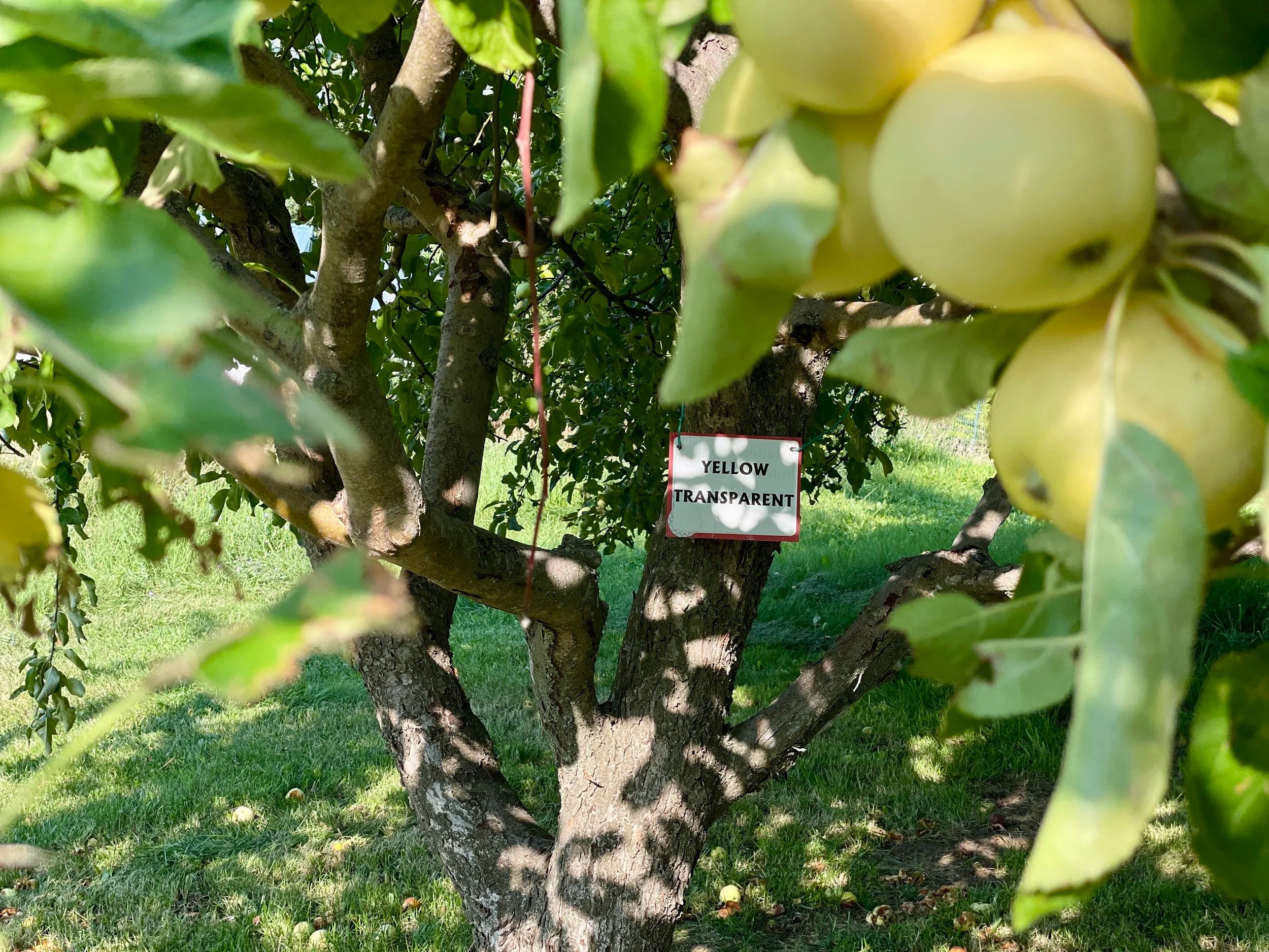 Yellow Transparent Apple Seedling (Bundle of 10)