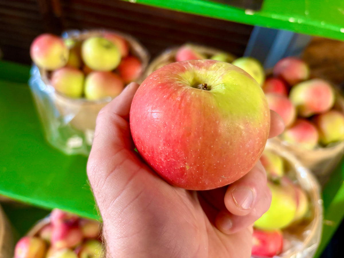 Zestar!® Apple