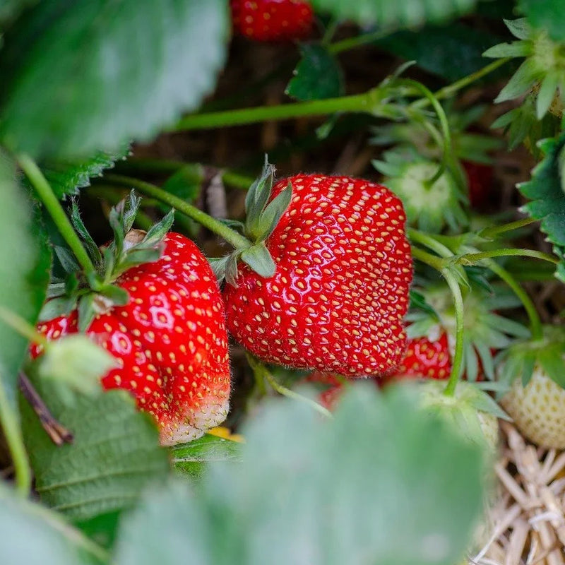 Fresh Eating