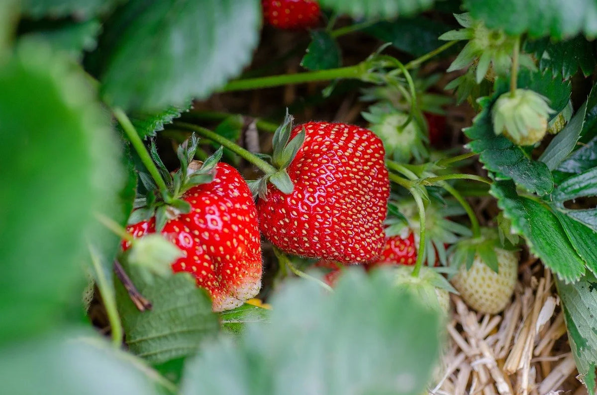 Ripe AC Wendy strawberries on the plant