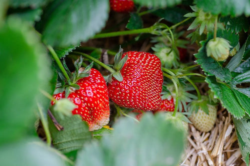 Ripe AC Wendy strawberries on the plant