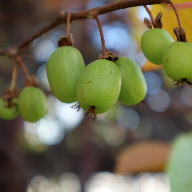 Kiwi Vine