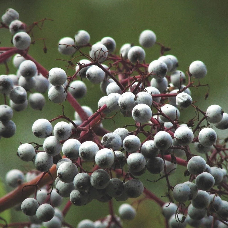 Berries