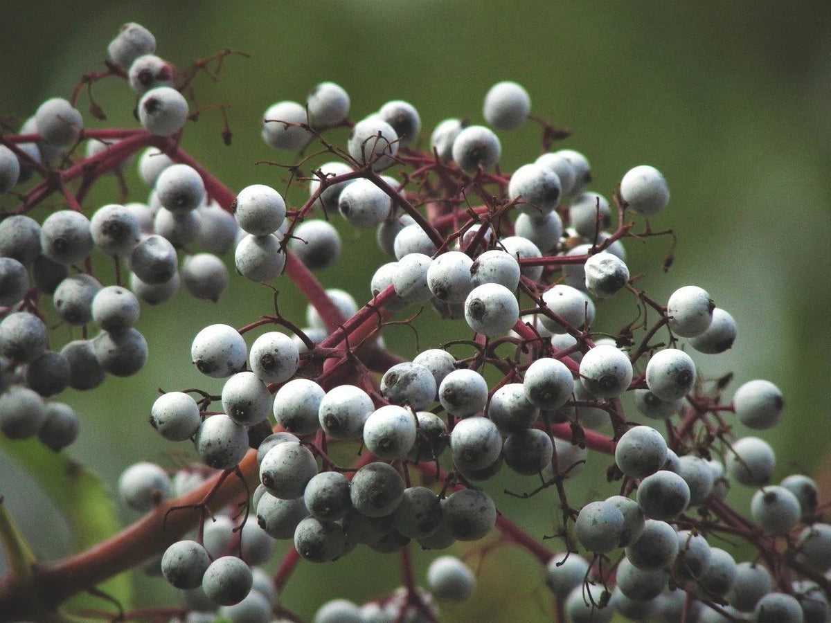 Clusters of ripe Adam's elderberries on the shrub