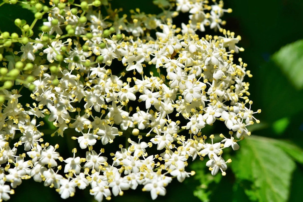 Adam's elderberry in bloom with white flower umbels