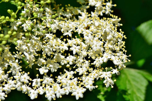 Adam's elderberry in bloom with white flower umbels