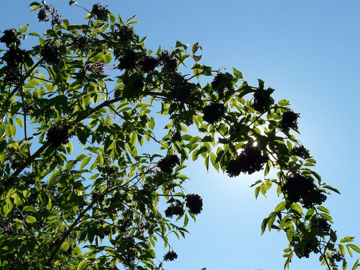 Adam's elderberry shrub flowering against a blue sky
