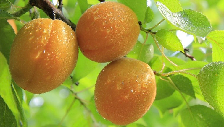 Alice Sharp apricots ripening on the tree