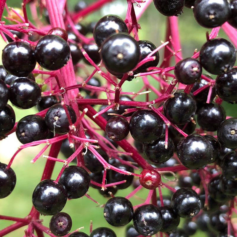 Berries