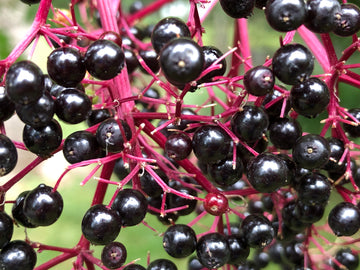 Representative photo of large ripe American elderberries on red stems, not Adam's Elderberry itself