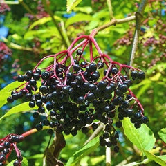 Elderberry, American (Bundle of 3)