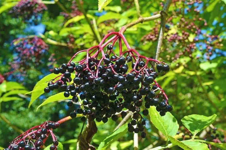 Clusters of ripe American elderberries on the shrub