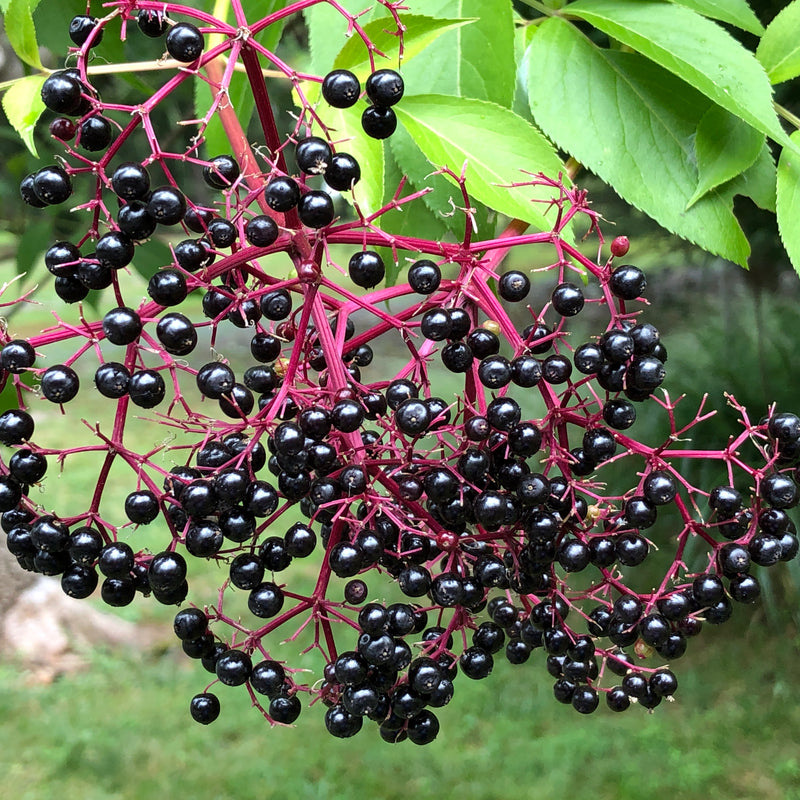 John's Elderberry (Bundle of 2) | Spring 2027