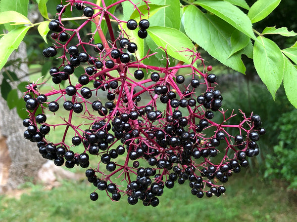 John's Elderberry (Bundle of 2) | Spring 2027