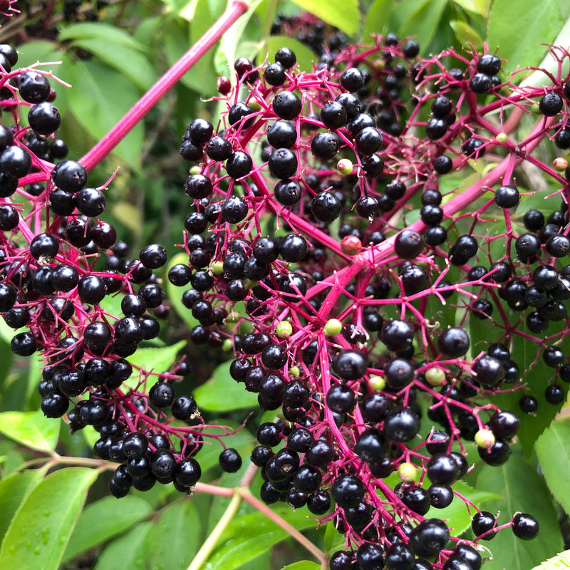American Elderberry (Bundle of 3) | Spring 2027