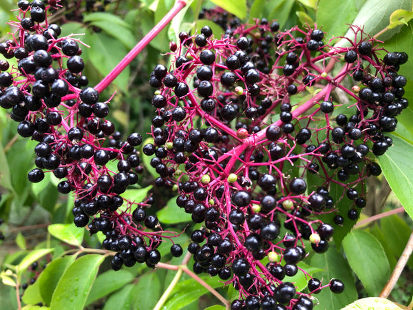 American Elderberry (Bundle of 3) | Spring 2027