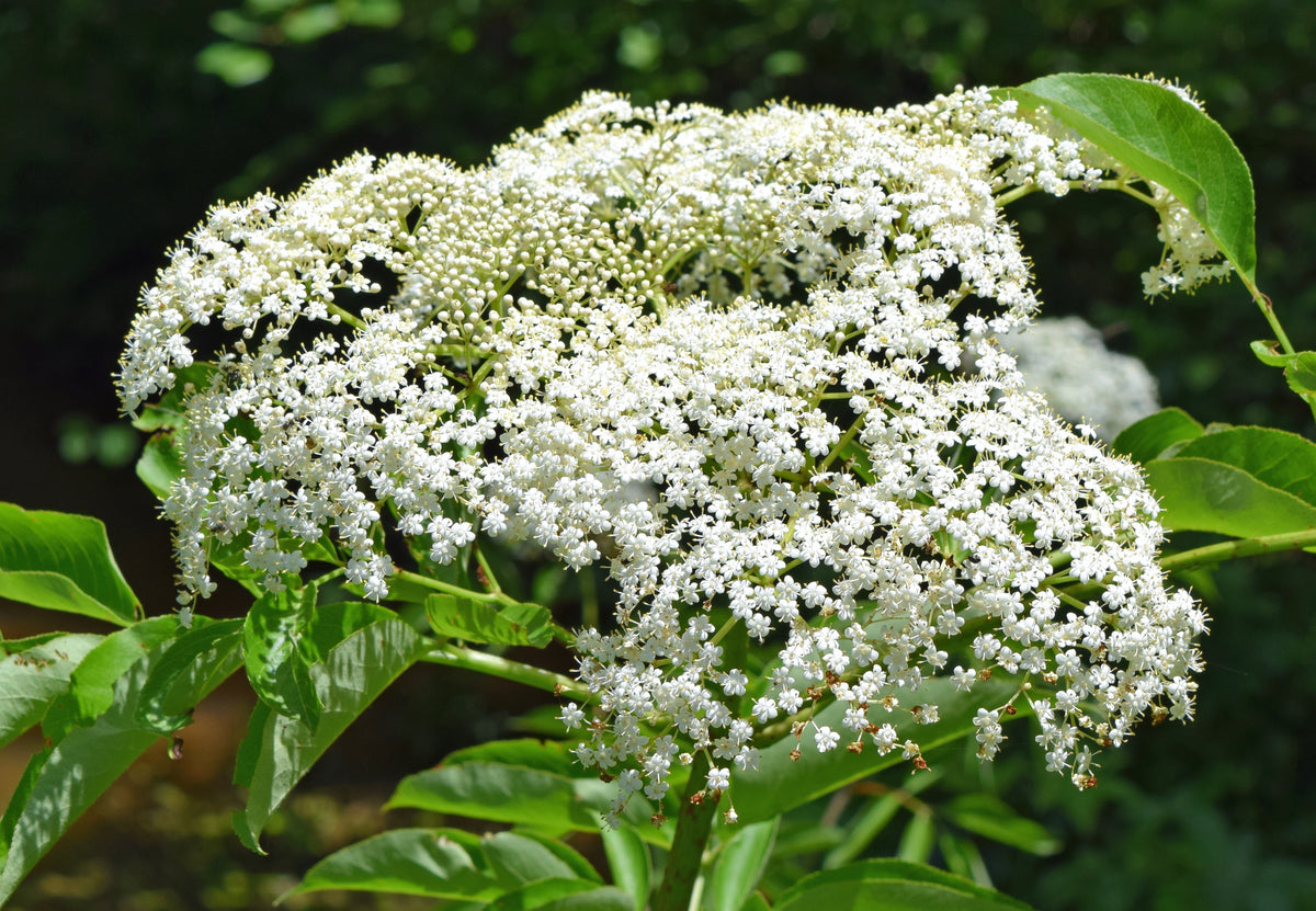 American elderberry in bloom with a large white flower cluster