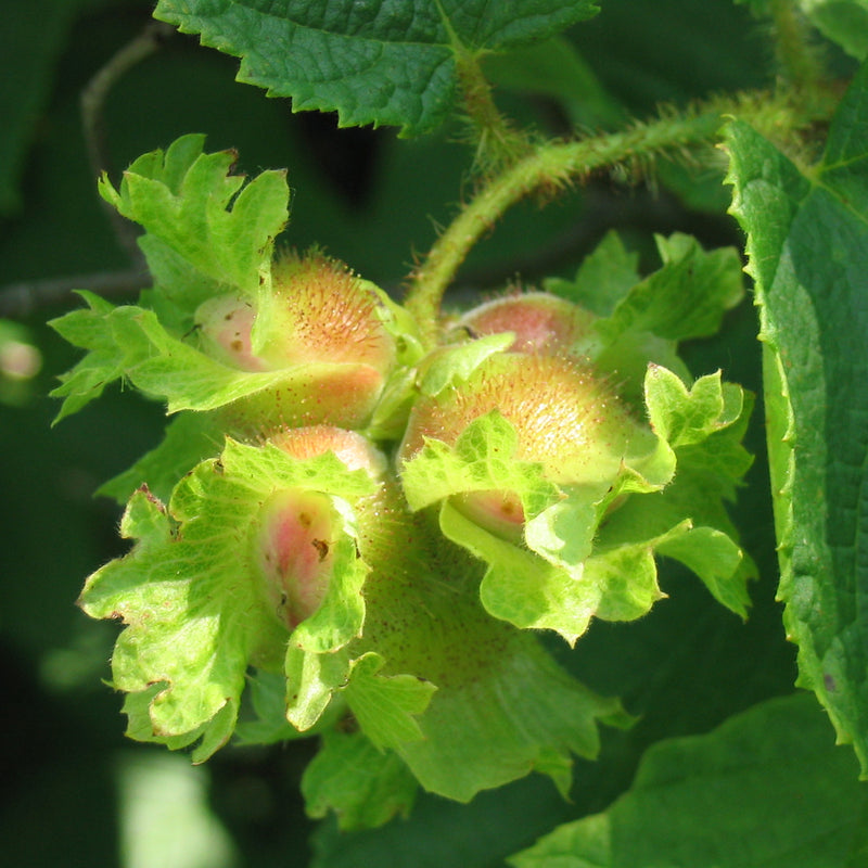 Hybrid Hazel (Bundle of 3)