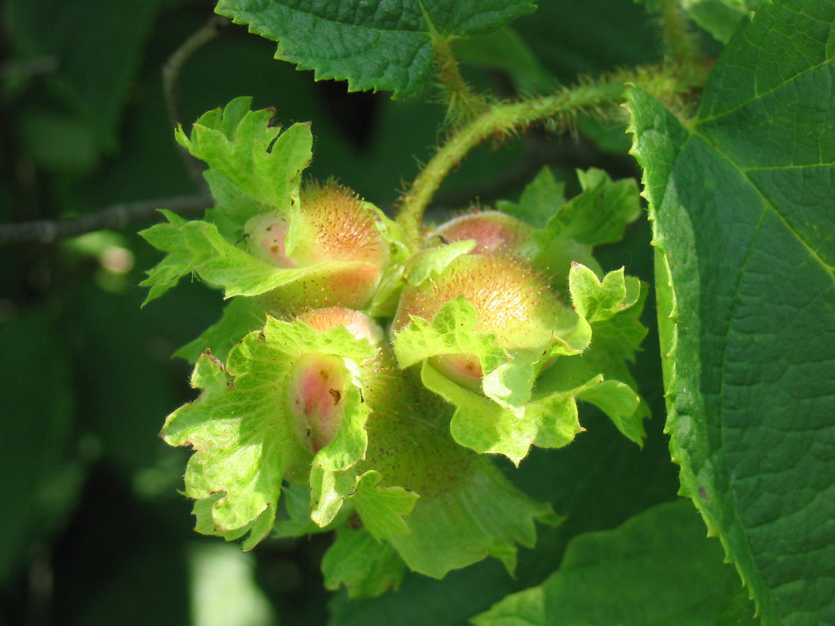 Representative photo of American hazelnuts in their husks on the branch, not these hybrid hazels themselves