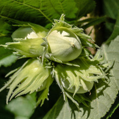 American Hazelnut (Bundle of 3)