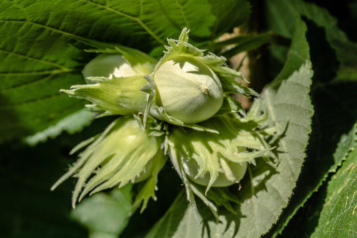 American hazelnuts in their leafy husks on the branch