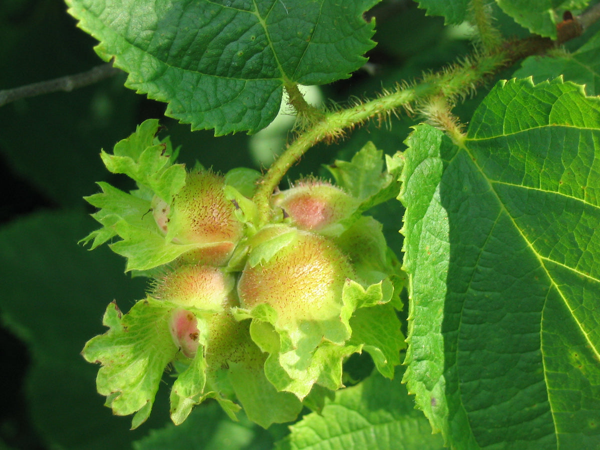 Representative photo of American hazelnuts ripening in their frilly husks, not Cortland hybrid hazelnut itself