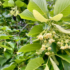 Pollinators