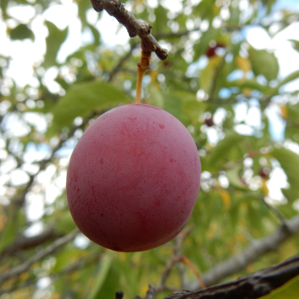 Native American Plum (Bundle of 3) | Spring 2027