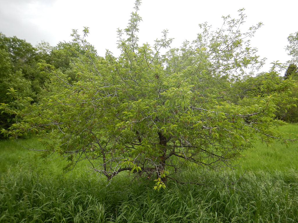 A full-size American plum tree in summer leaf