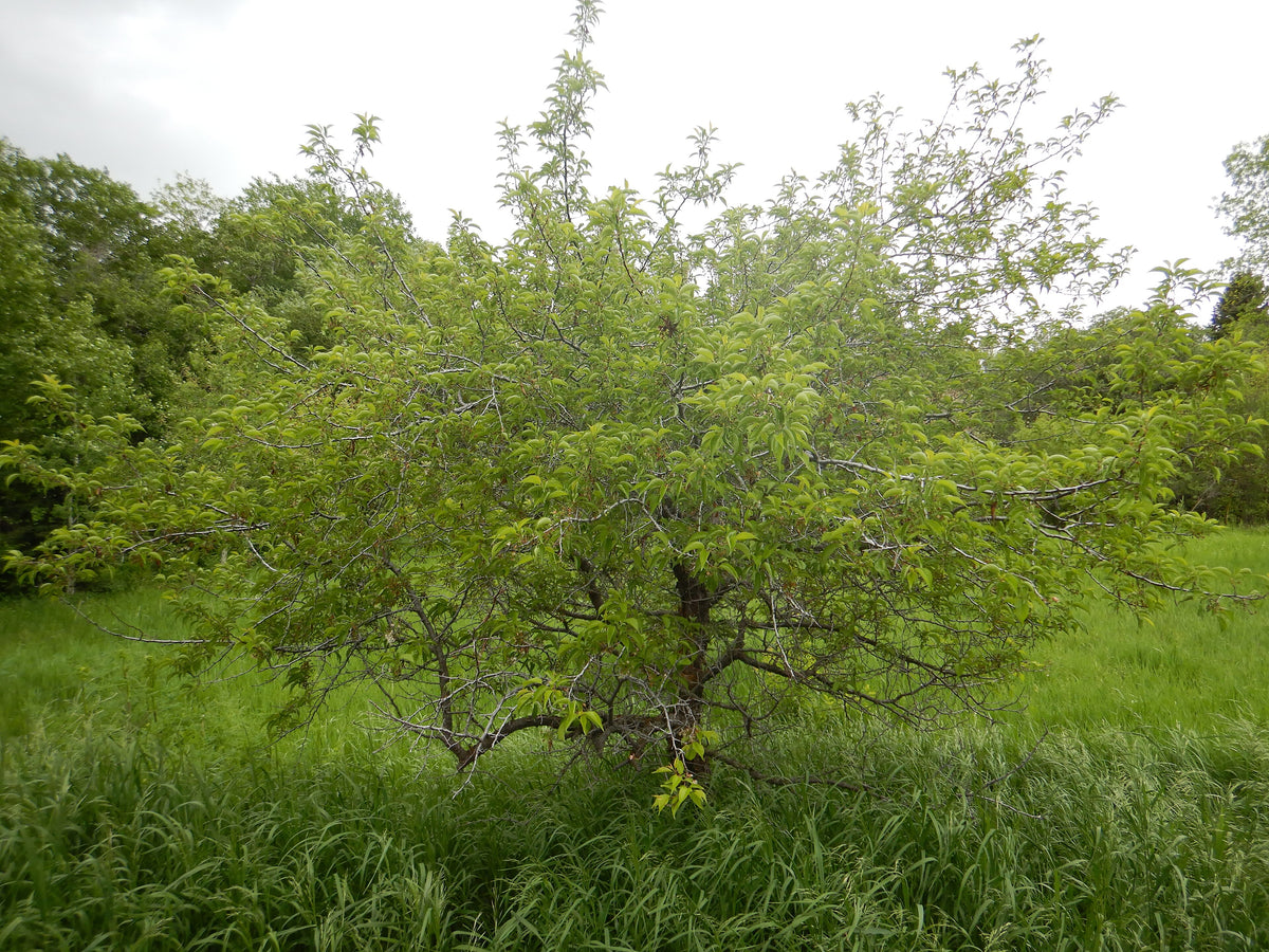 A full-size American plum tree in summer leaf