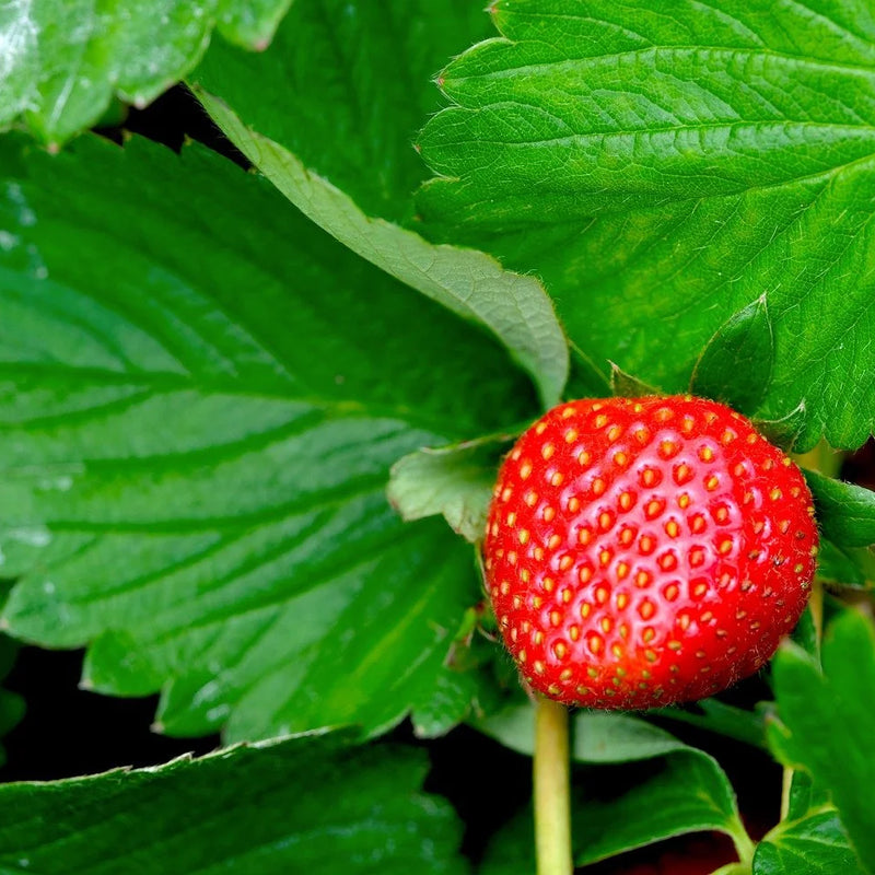 Strawberry Plant