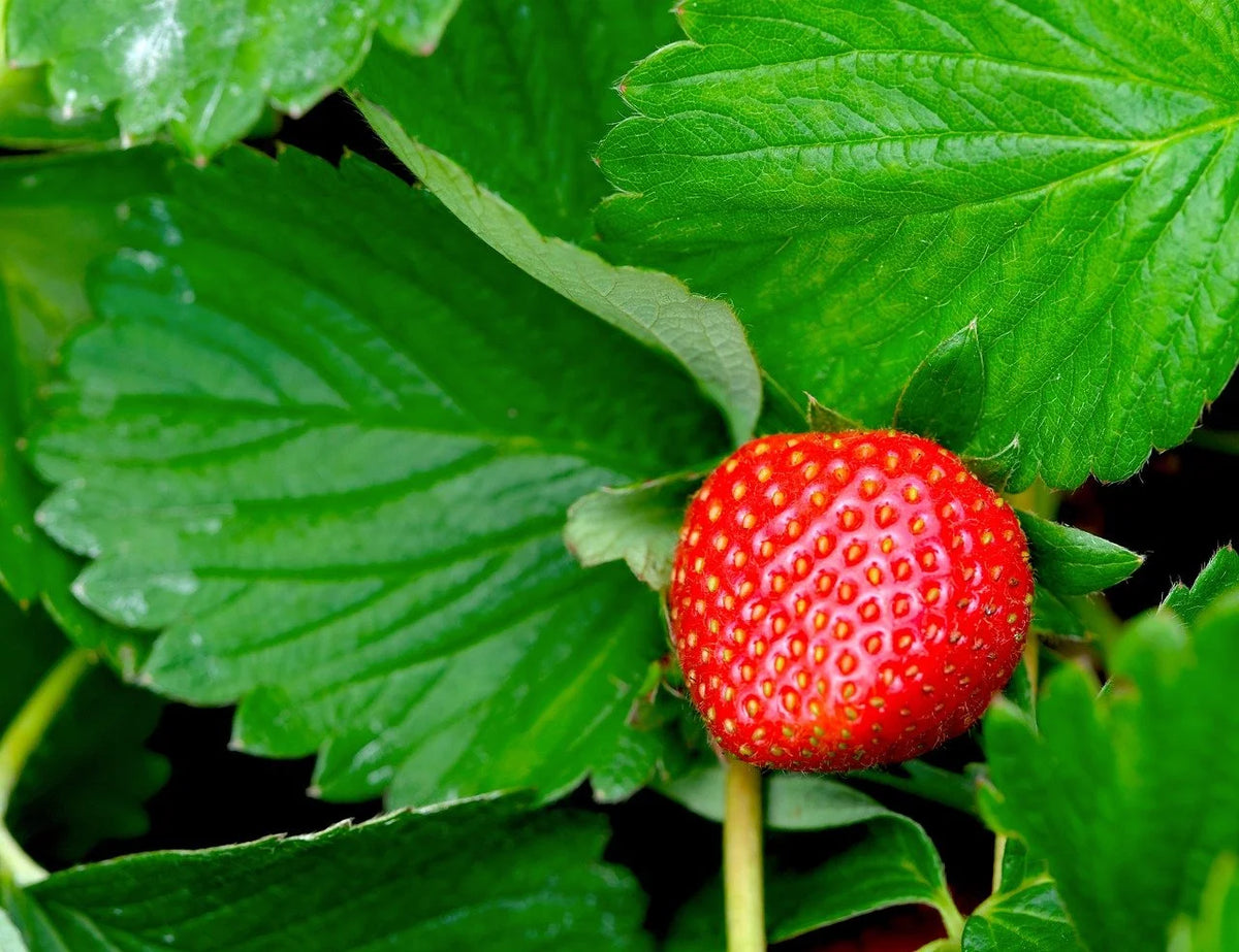 A ripe Annapolis strawberry on the plant