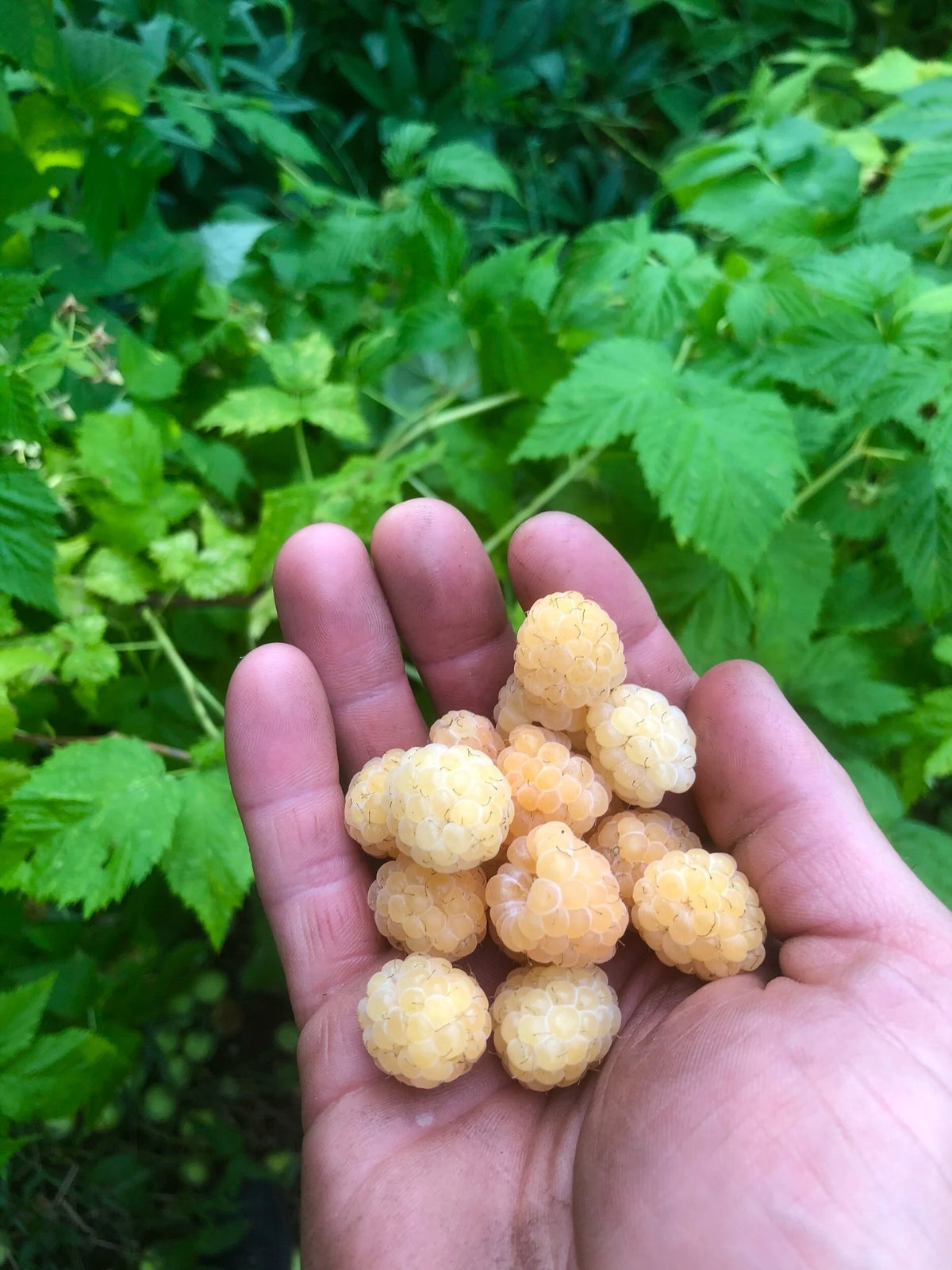 A handful of freshly picked Anne yellow raspberries