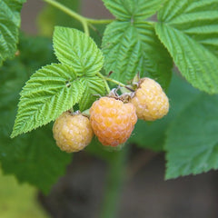 Berries
