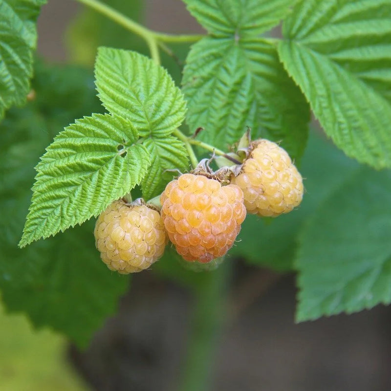 Berries
