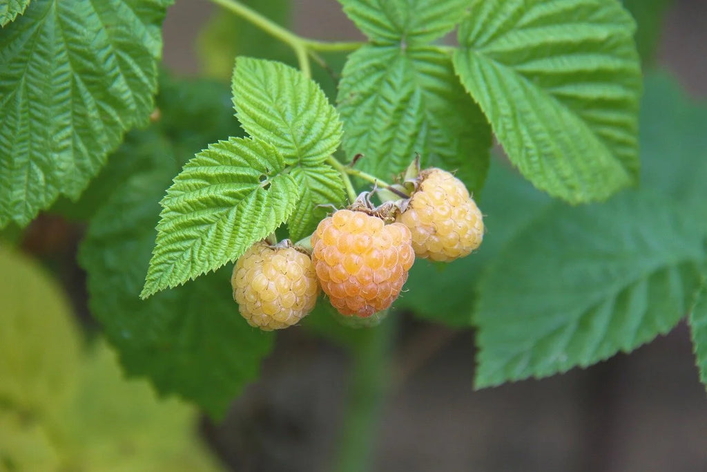 Anne yellow raspberries ripening on the cane