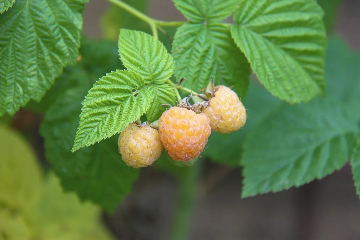 Anne yellow raspberries ripening on the cane