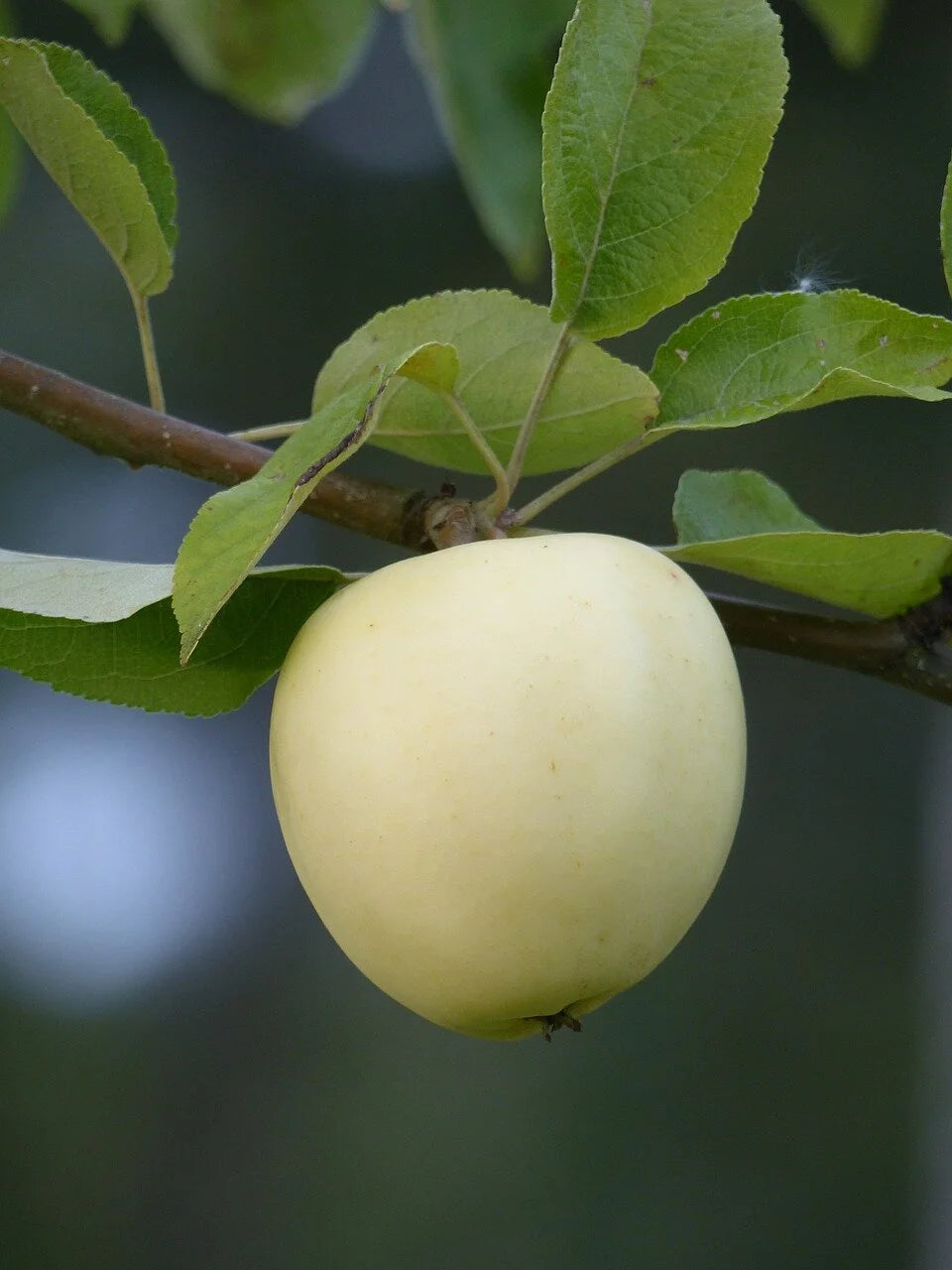 Pristine Apple